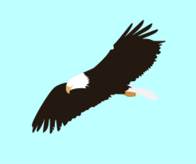 soaring eagle flying sky