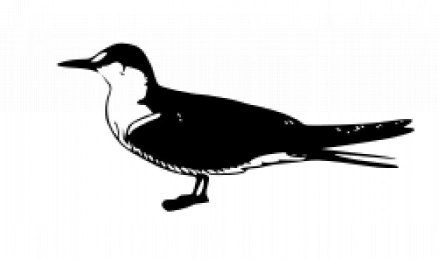 sooty tern in side view