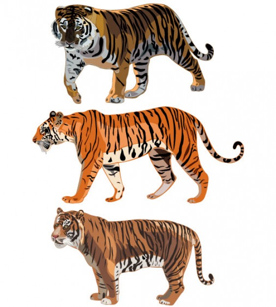 three colorful tiger walking set