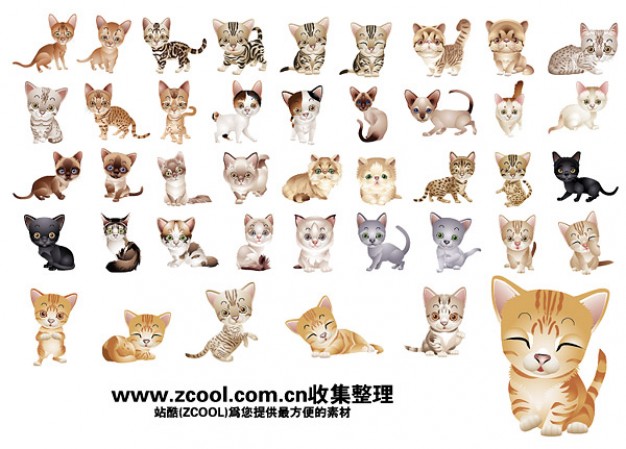 variety of cute cats with white background
