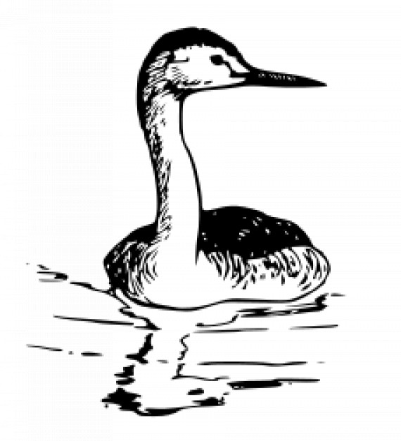 western grebe swimming on water