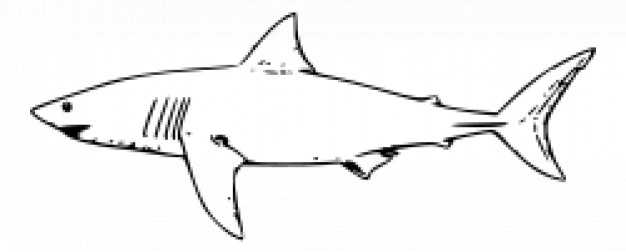 white shark doodle in side view