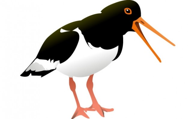 colorful oyster catcher bird clip art