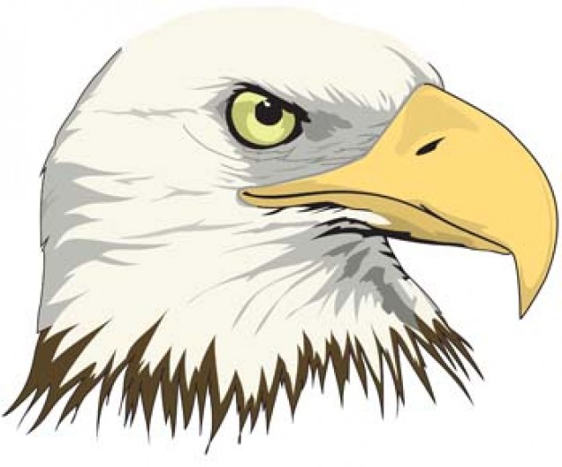 eagle of vivacious eye and yellow mouth with White background