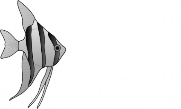 altum angelfish clip art swimming in side view