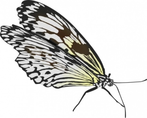 butterfly in brown and white with wings folded back