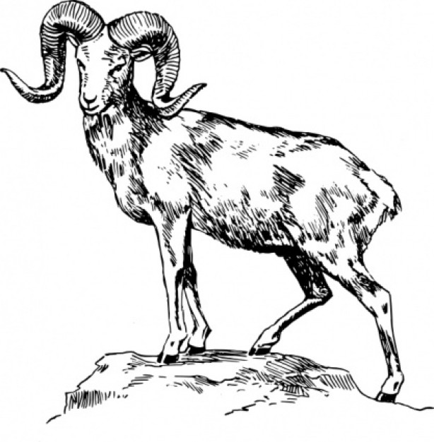 argali clip art standing on rock