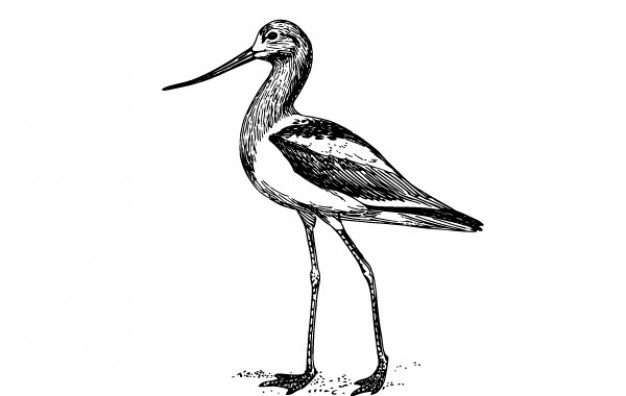 avocet clip art in side view