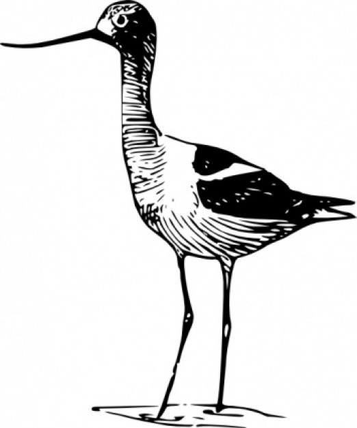 avocet in hand drawn style