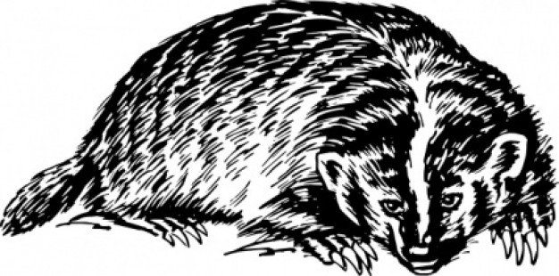 badger animal clip art