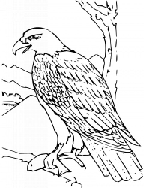 bald eagle hunting fish in black and white