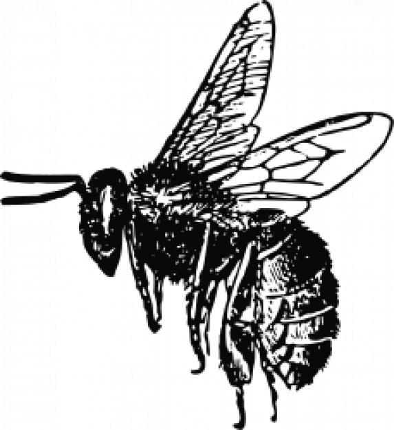 bee drawn by hand in side view