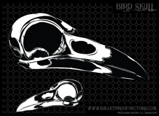 bird skull in black and white over dark