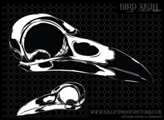 bird skull in black and white over dark