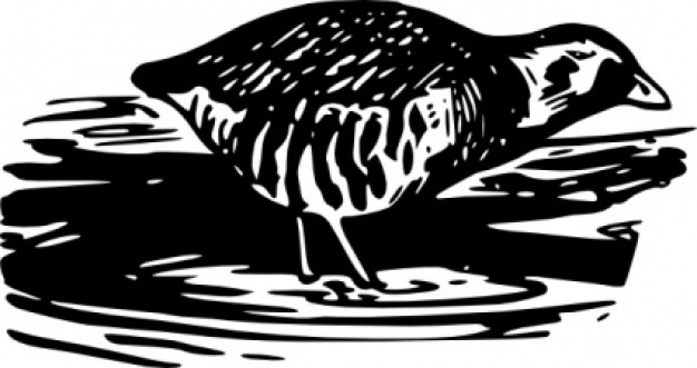 bird walking and eating in water clip art
