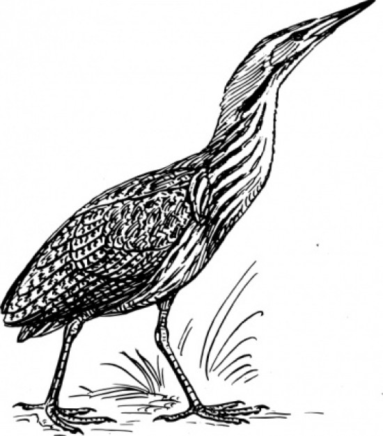 bittern bird walking clip art in side view