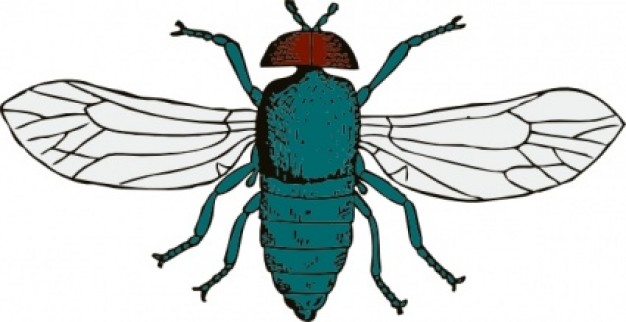 blue bottle fly clip art in top view