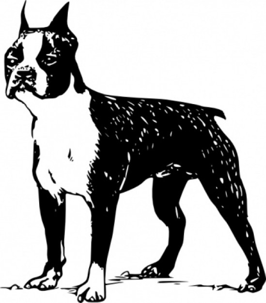 boston terrier outline clip art