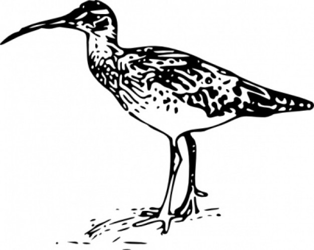 bristle thighed curlew clip art to hunt for food