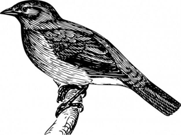 bulbul clip art in side view