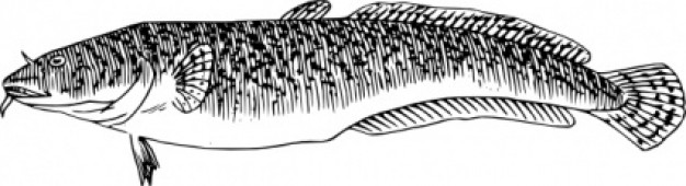 burbot fish clip art in side view