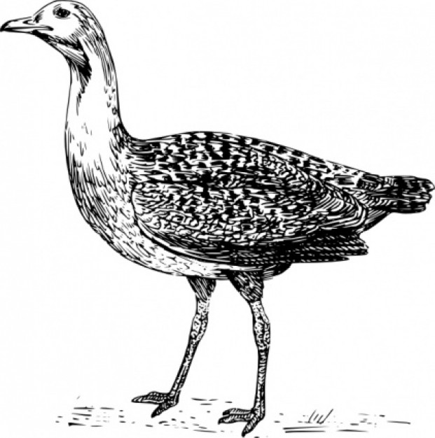 bustard standing clip art in side view