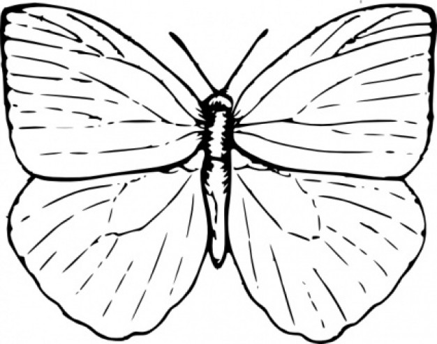 butterfly outline in top view