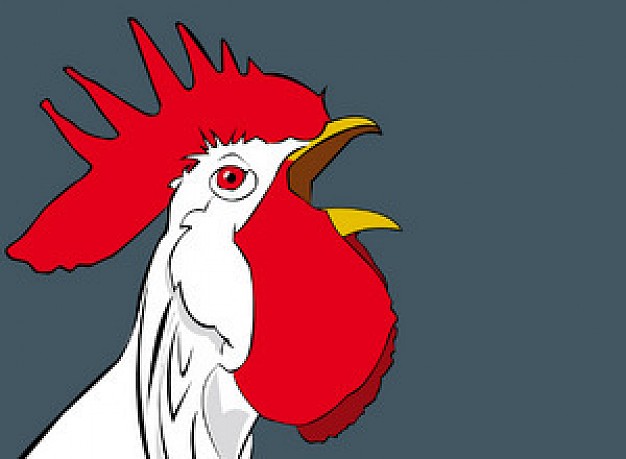cock head crowing with red comb