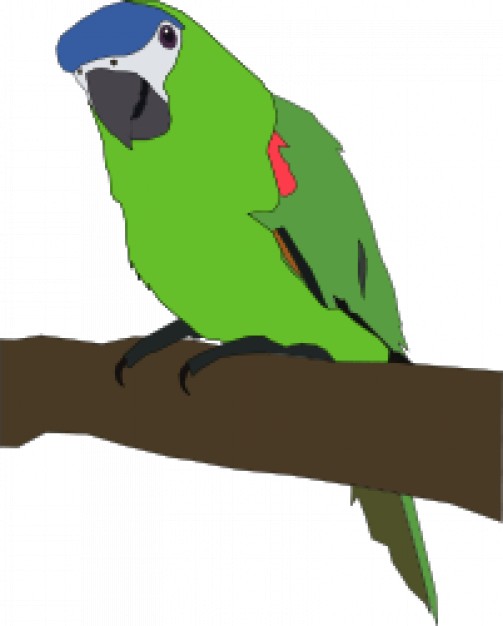 colorful parrot standing on the branch clip art
