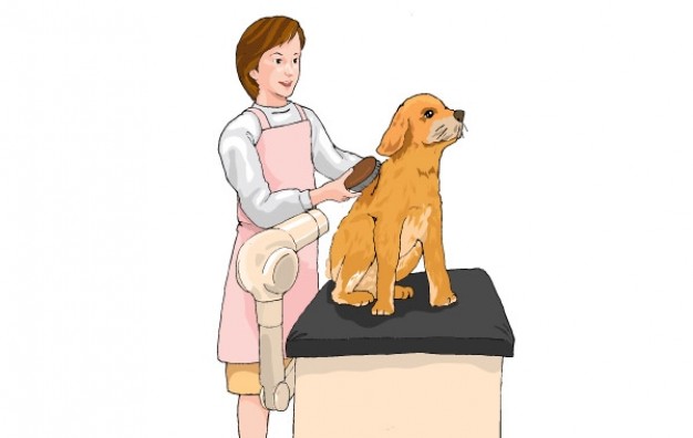 dog stylist Grooming blow-drying by woman