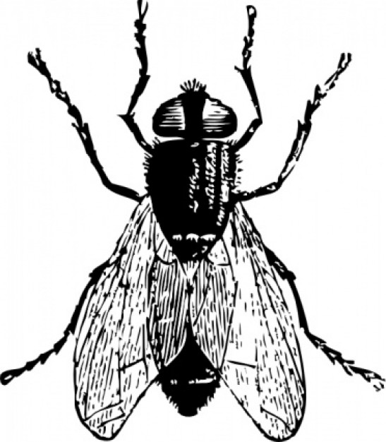 big fly bug insect clip art