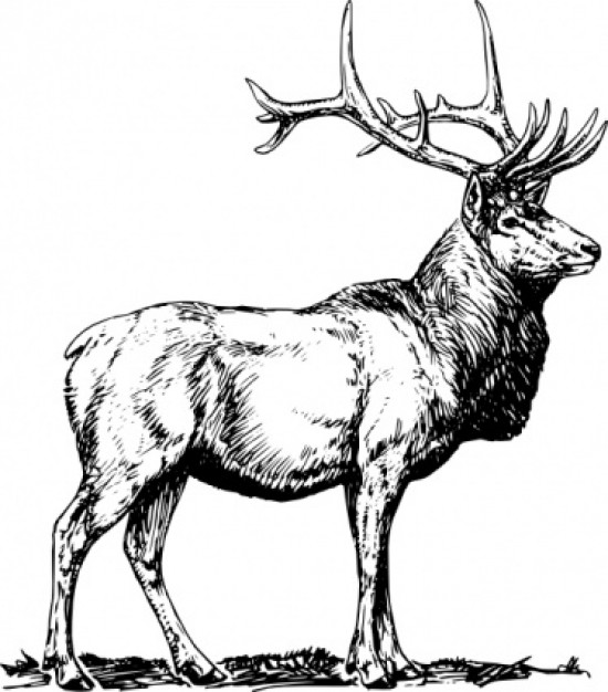 elk with high deerhorn clip art in side view