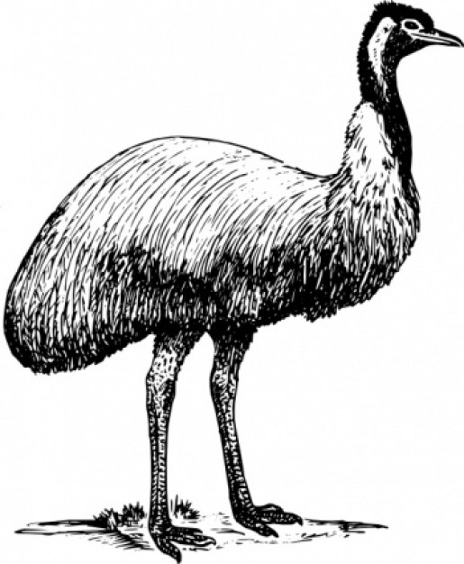 emu animal bird clip art in side view