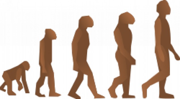 evolution steps from pithecanthrope to people