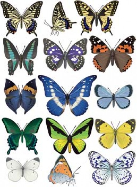 12 butterflies set with white background