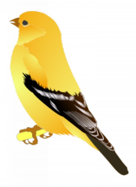 gold finch in side view