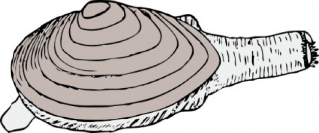 gray clam clip art