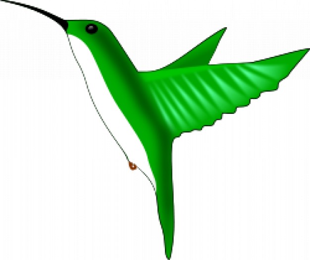 green flying hummingbird with white belly