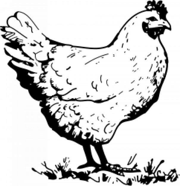 hen standing clip art in side view