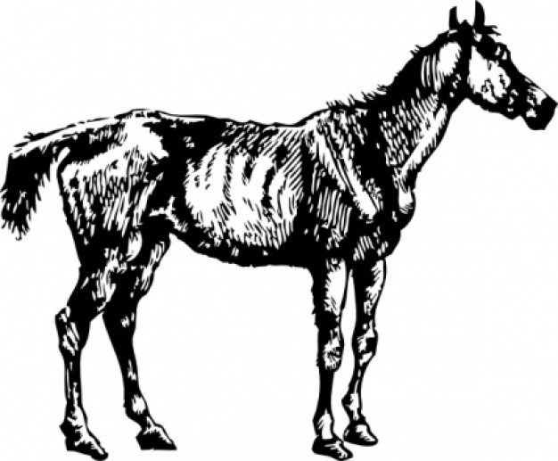 horse standing clip art in side view