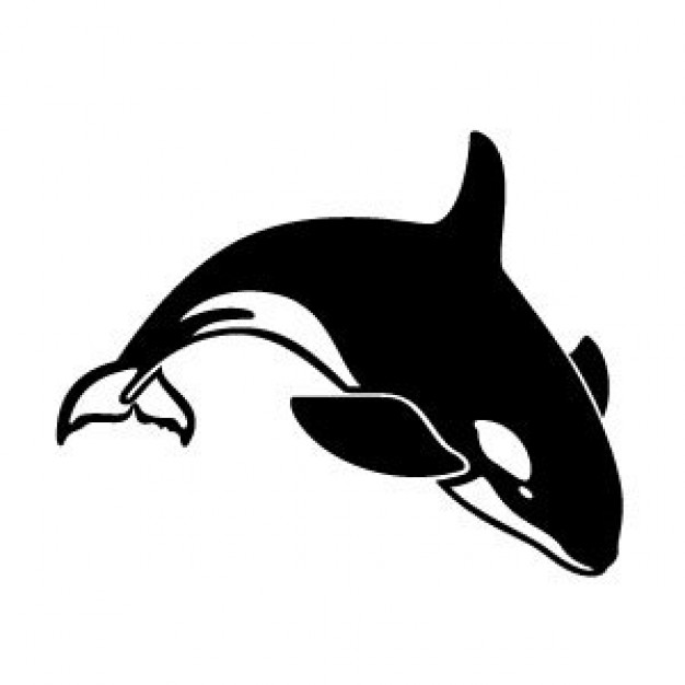 black killer whale with white background