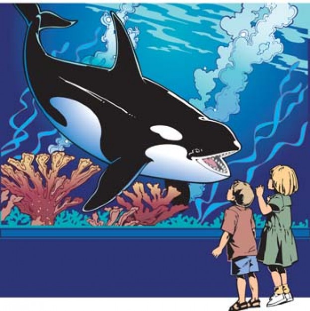 killer whale in sea garden looking at visitors children