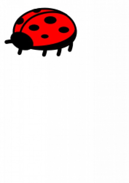 ladybug with red back in front side view