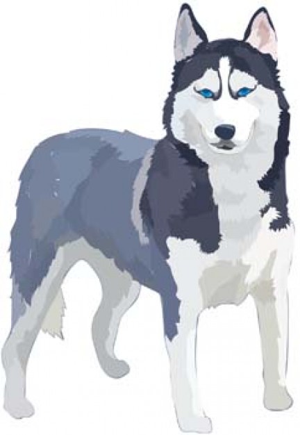 laika wolf front view in blue and white