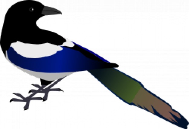 magpie with colorful beautiful feather looking back