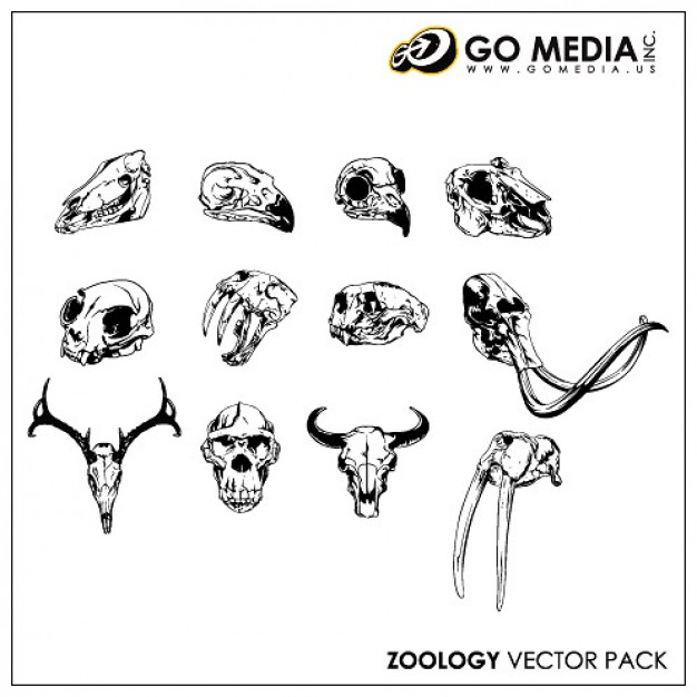 material animal skull by go media