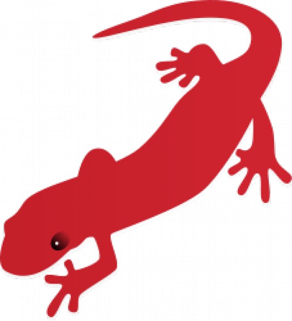 red salamander crawling in top view