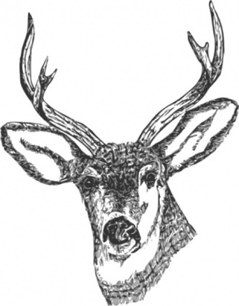 deer head clip art with White background