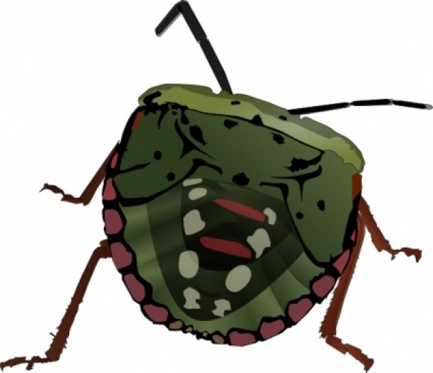 stink bug clip art in top view