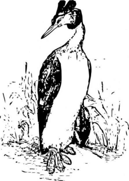 the grebe walking at grass clip art in front view